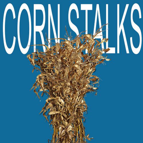 Corn Stalk For Sale At The Patch