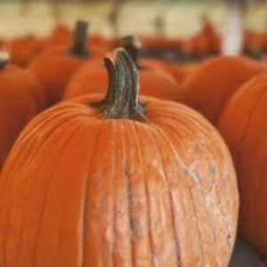 Tucson Pumpkin Patch