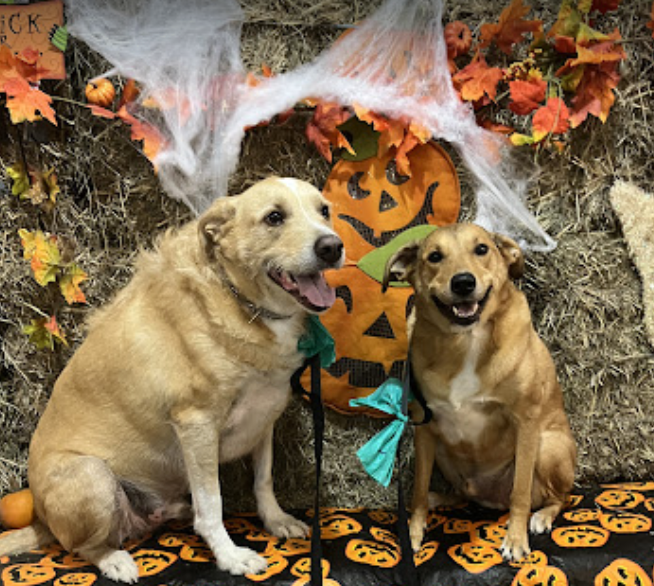 Dogs sitting among the pumpkins at Arizona Pumpkin Patch in Chandler Heights